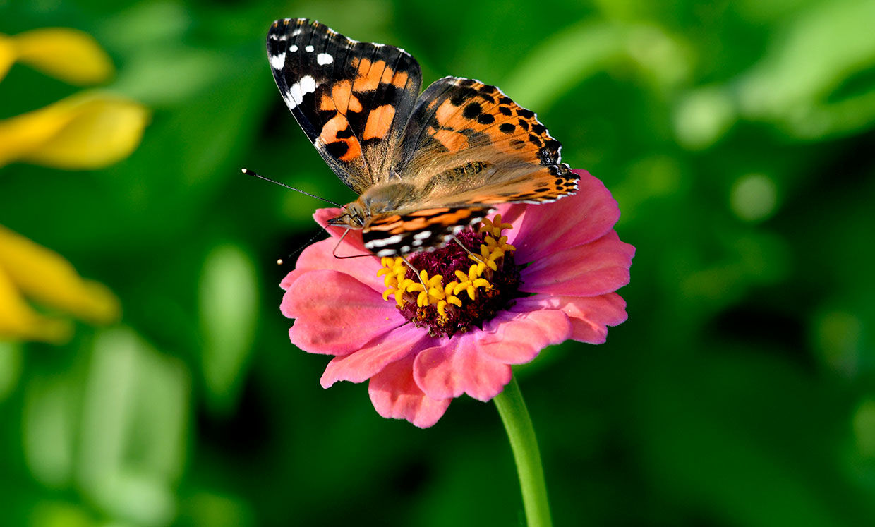 Native plants the bee’s knees for pollinators, people